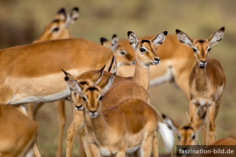 Kenia_202.jpg